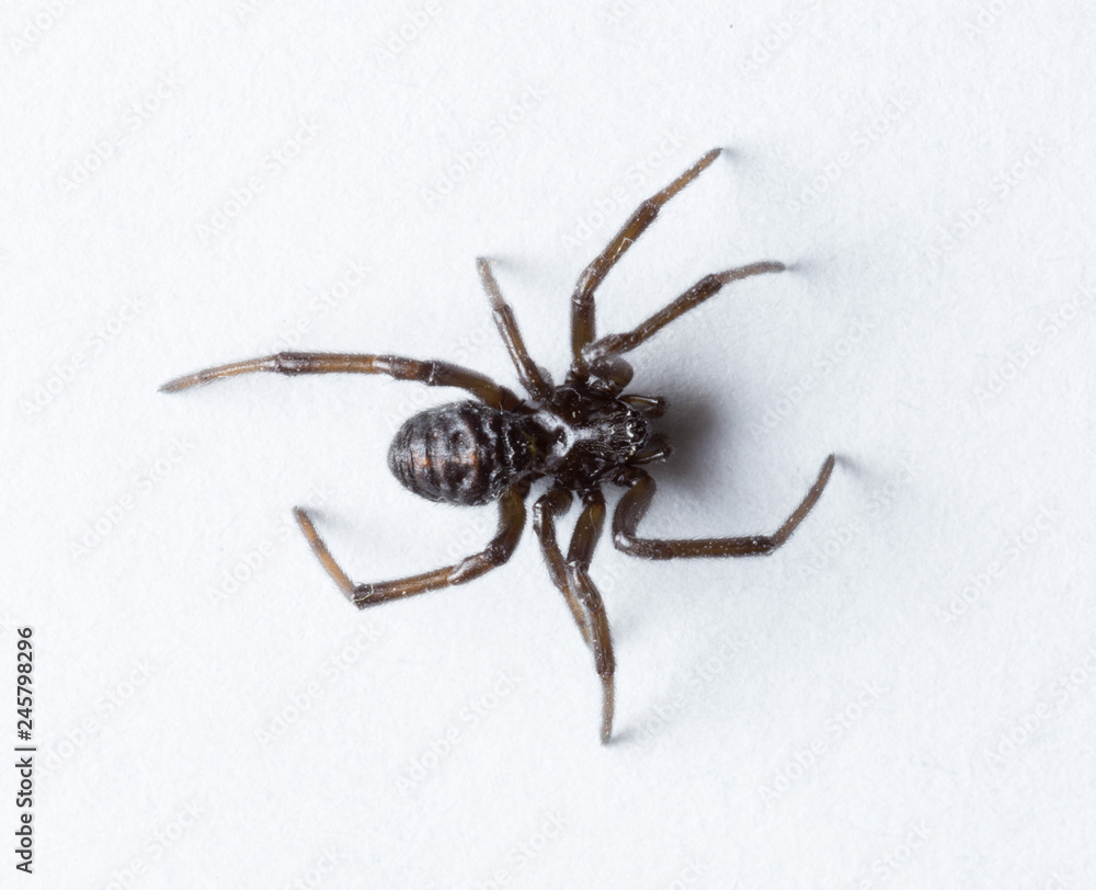 black spider on white background
