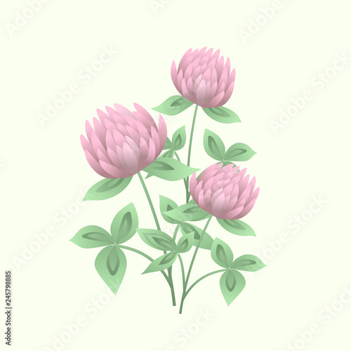 Fototapeta Naklejka Na Ścianę i Meble -  Clover or trefoil flowers and leaves. Realistic drawing of symbolic flowering plant or wild meadow herb. Natural vector illustration.