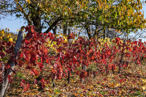 Allassac (Corrèze - France) - Vignoble en automne photo