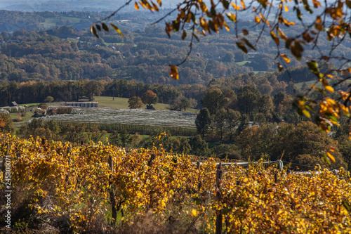 Allassac (Corrèze - France) - Vignoble en automne photo