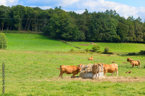 French landscape with brown cows © Ivonne Wierink