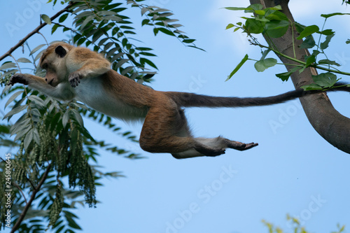 Toque Macaque photo