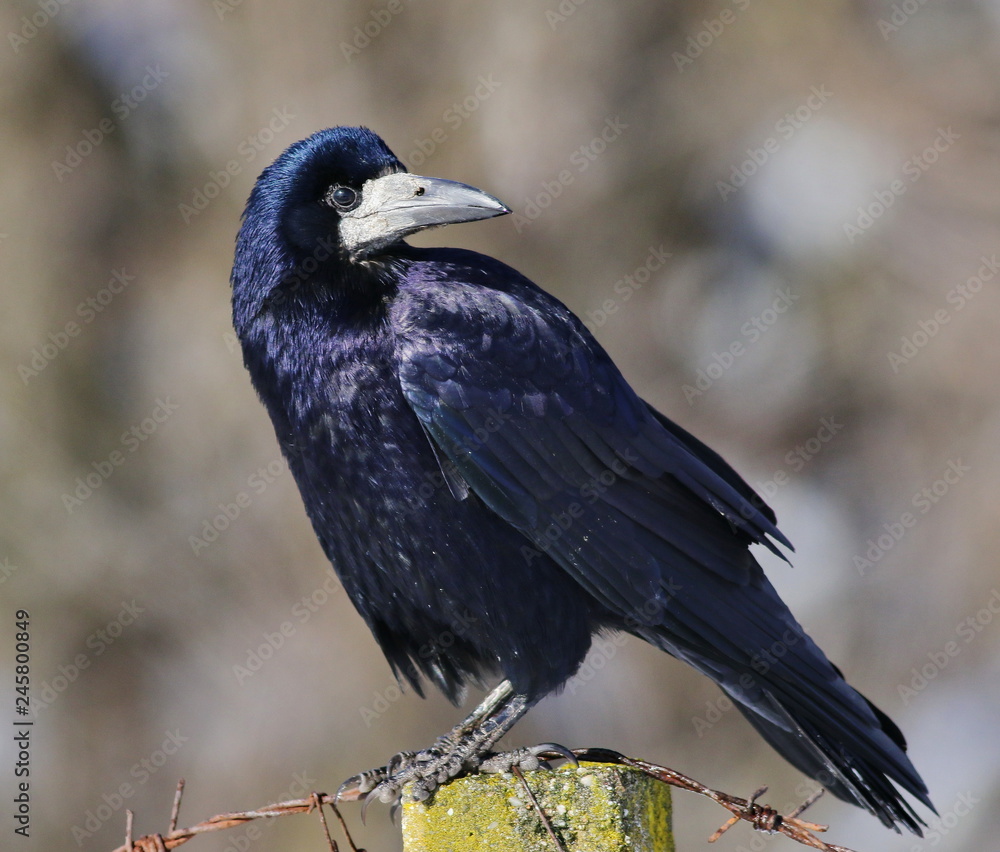Fototapeta premium Rook, Corvus frugilegus