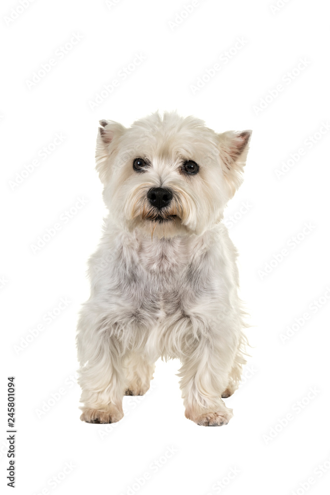 White West Highland Terrier Westie standing looking at camera isolated on a  white background Stock Photo | Adobe Stock