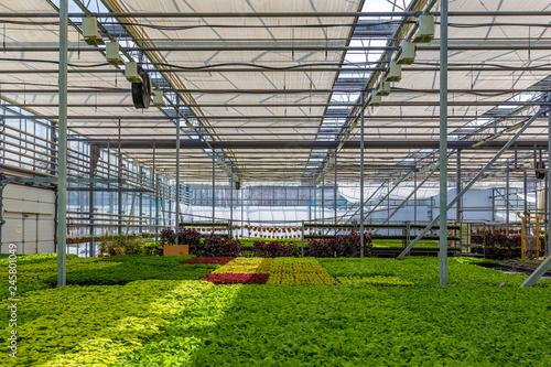 Modern hydroponic greenhouse with climate control system for cultivation of flowers and ornamental plants for gardening