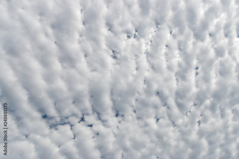 Sheet of ridged cirrocumulus clouds background or texture Sheet of ridged cirrocumulus clouds background or texture