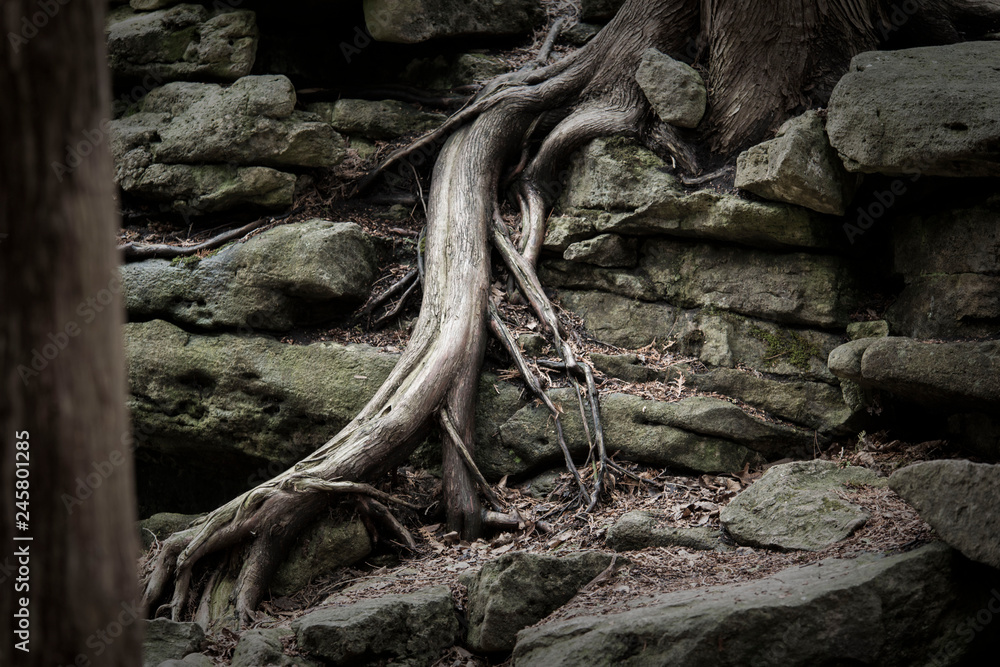 The roots of a tree growing through the rocks The roots of a tree growing through the rocks