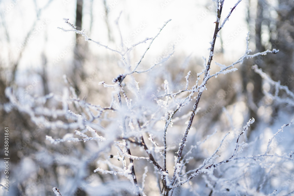 detail of pine needle frost in winter