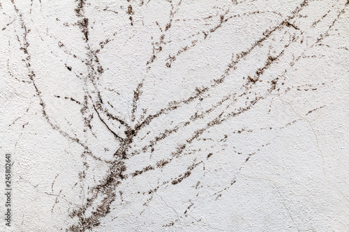 vieux mur avec incrustation vegetal