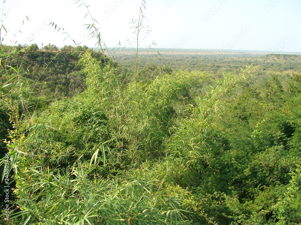 Fototapeta premium LOVELY AFRICAN MOUNTAIN THICKET DURING RAINY SEASON.