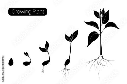 Plant growth phases infographic. Evolution germination progress concept. Seed, bean, sprout organic agriculture.