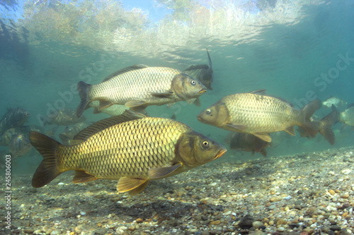 Freshwater fish carp (Cyprinus carpio) in the beautiful clean pound.Group of carps swimming in the clear water. Underwater photography in the lake. Wild life animal. Carp in the nature habitat.