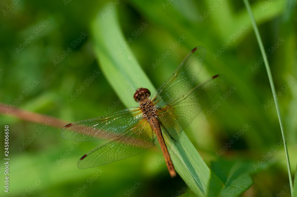 Dragonfly brown color on green grass Dragonfly brown color on green grass