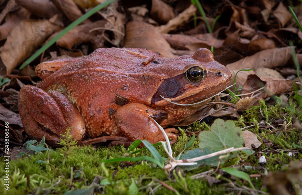 Fototapeta premium Rana bermeja dalmatina