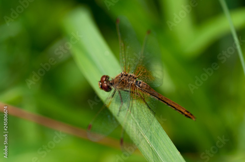 Dragonfly brown color on green grass © Oksy001