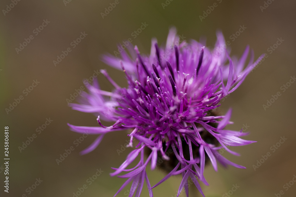 Purple flower thistle macro Purple flower thistle macro