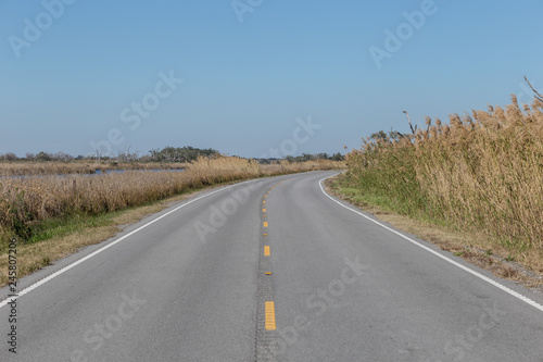 Bending roadway deep in the bayou surrounded by tall grass