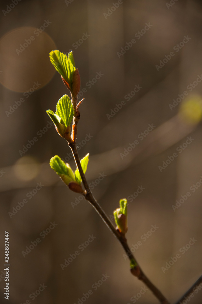 Tree branch with young green leaves. Spring is coming. New life Tree branch with young green leaves. Spring is coming. New life