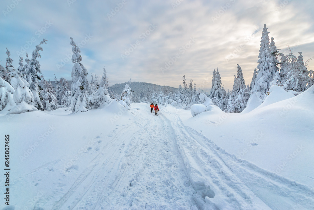 Fototapeta premium Tourists in bright sportswear trekking in a winter forest in Silesian Beskids.