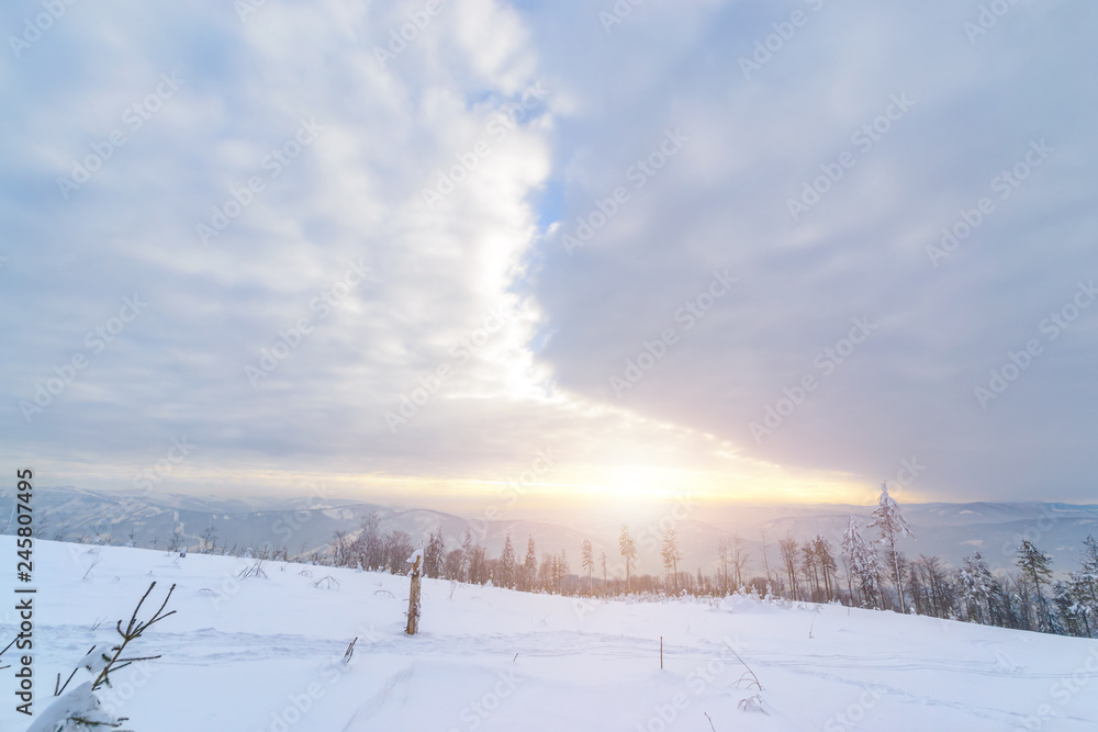 Snowy winter forest in sunset time in Silesian Beskid mountains Snowy winter forest in sunset time in Silesian Beskid mountains