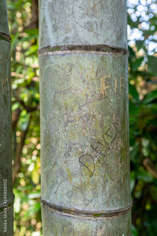 Engravings on the bark of a bamboo, bamboo cane with carvings closeup, vandalism in botanical garden Engravings on the bark of a bamboo, bamboo cane with carvings closeup, vandalism in botanical garden