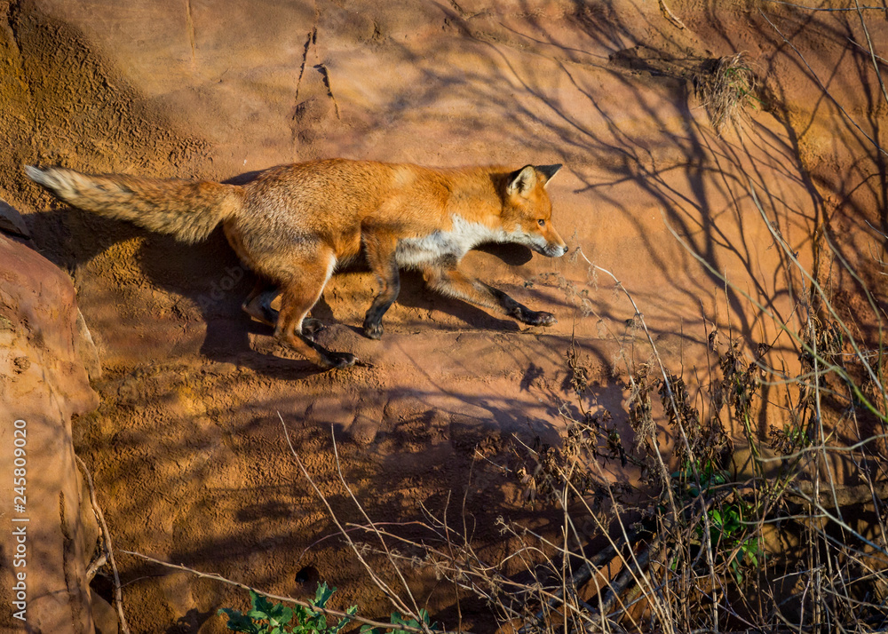 Obraz premium Red Fox British Wildlife