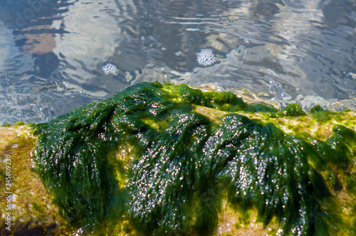 stones with green algae in clear sea water photo