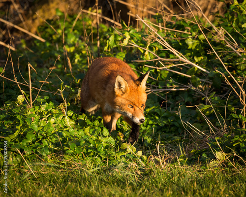 Red Fox British Wildlife photo