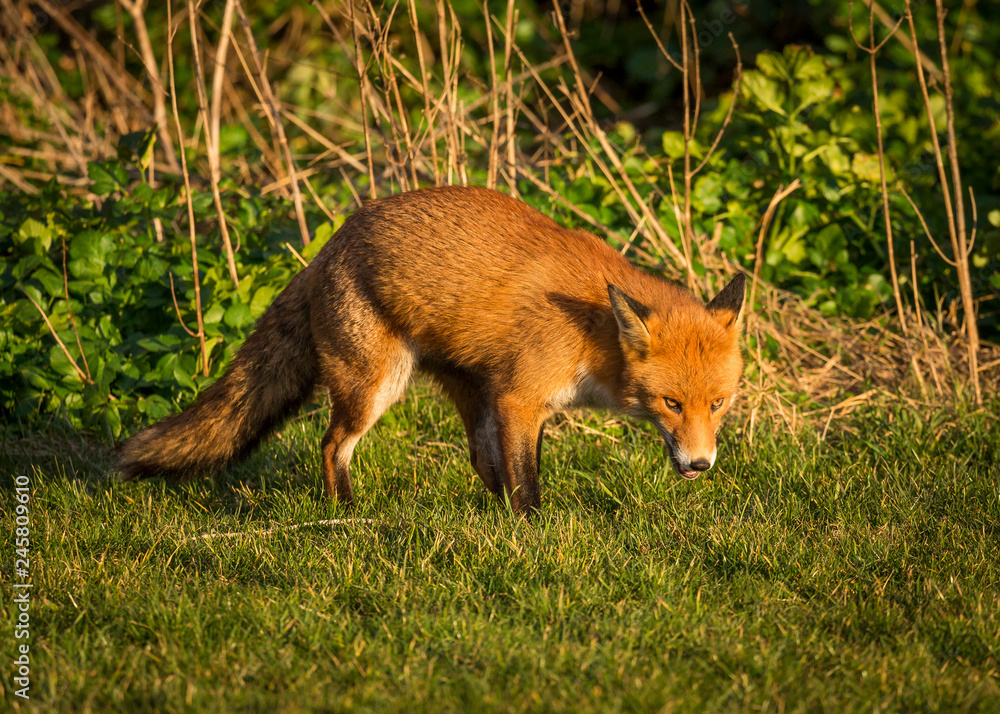 Red Fox British Wildlife