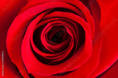 Red Rose Closeup