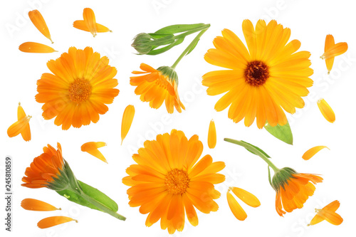 Calendula. Marigold flower isolated on white background © kolesnikovserg