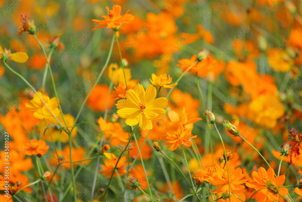 genus zinnia or cosmos flower in the garden genus zinnia or cosmos flower in the garden