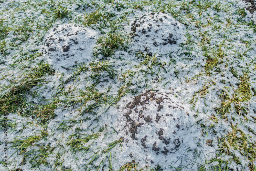 Maulwurfshügel Schnee Gras Winter Nahaufnahme