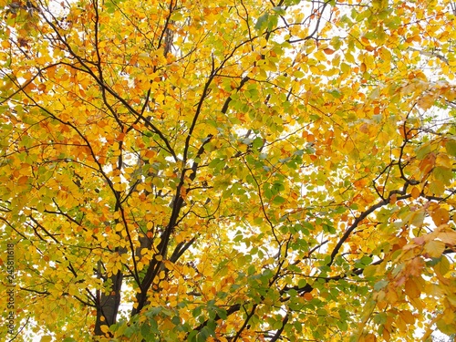 Herbstblätter eines Buchenbaumes