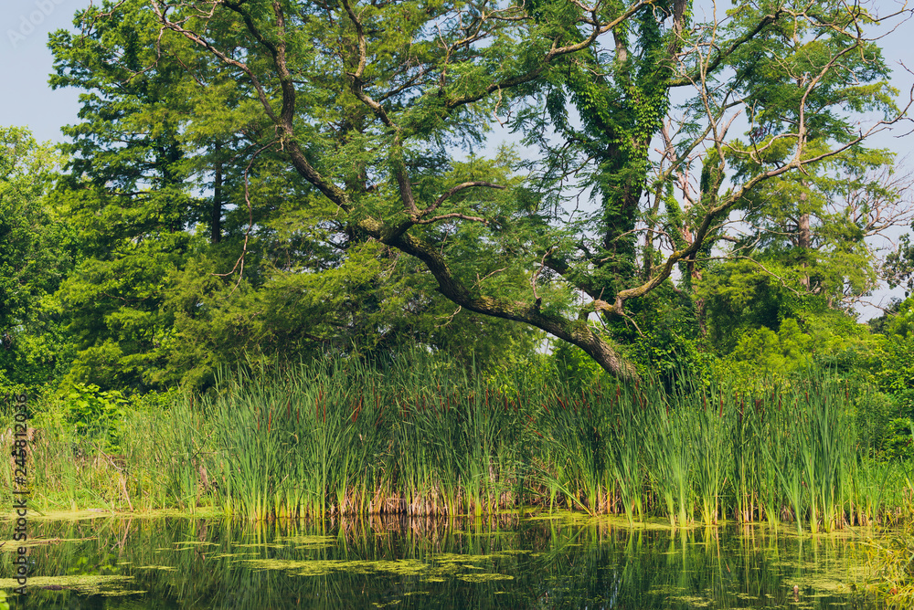 Obraz premium tree in a wetlands