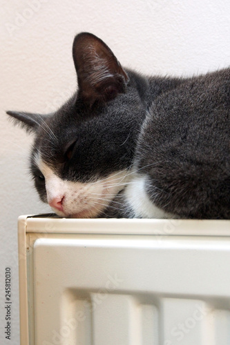 Fototapeta Naklejka Na Ścianę i Meble -  Katze auf Heizkörper, Heizung