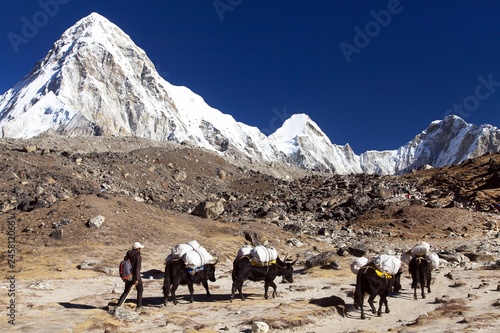 Caravan of yaks mount Pumo ri Nepal Himalayas mountains