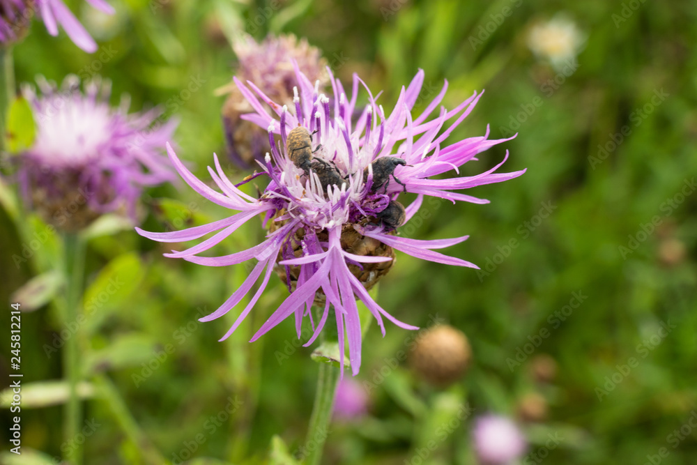 purple flower in grass