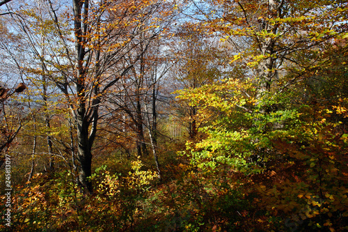 bright and beautiful autumn in the mountains © mikhailgrytsiv