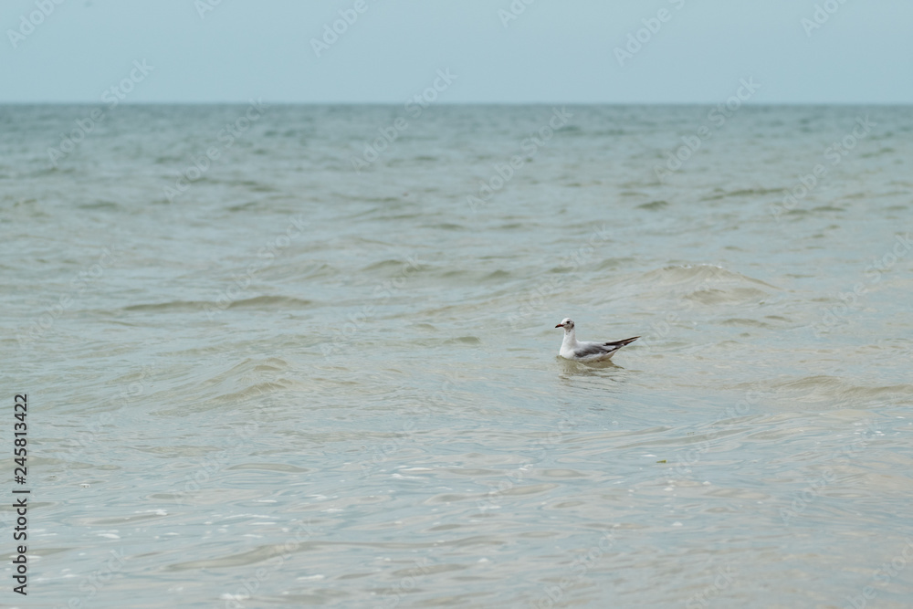 Seagull on the waves