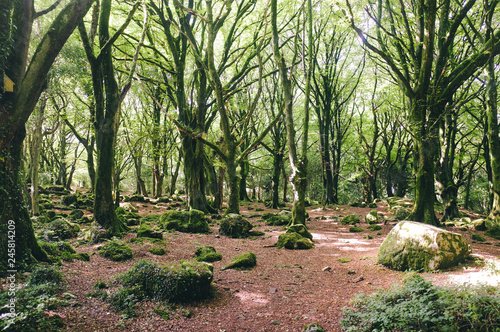 malerische Wald Landschaft im Westen Irlands nähe Galway
