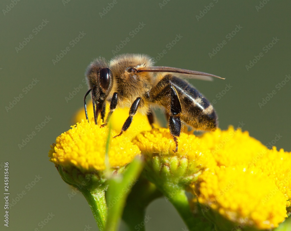 bee or honeybee pollinated yellow flower