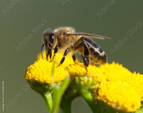 bee or honeybee pollinated yellow flower