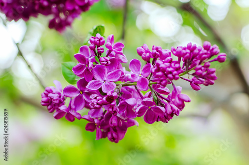 Spring lilac flowers