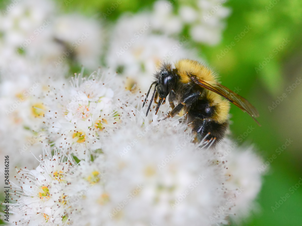 Bumblebee on beautiful white wildflower in the BWCA - Boundary Waters Canoe Area Bumblebee on beautiful white wildflower in the BWCA - Boundary Waters Canoe Area