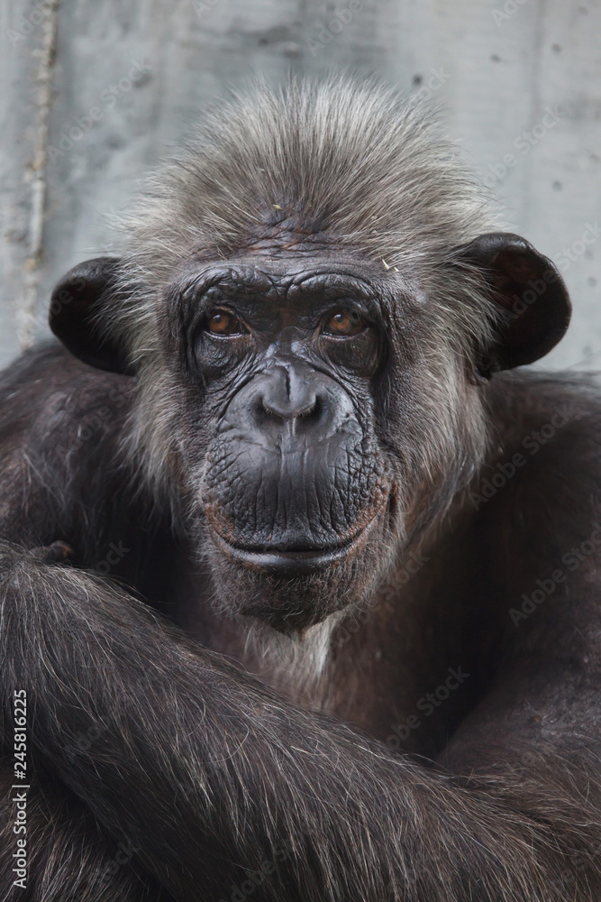Common chimpanzee (Pan troglodytes) Common chimpanzee (Pan troglodytes)