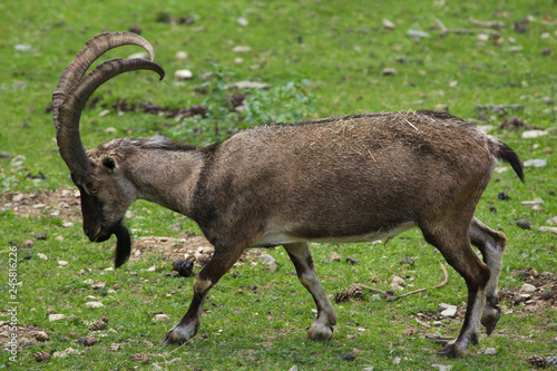 Bezoar ibex  Capra aegagrus aegagrus 