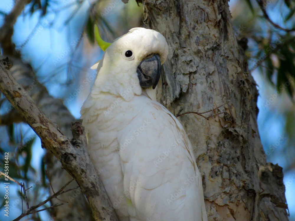 The Sulphur-crested Cockatoo (Cacatua galerita) portrait on the paper tree branch The Sulphur-crested Cockatoo (Cacatua galerita) portrait on the paper tree branch
