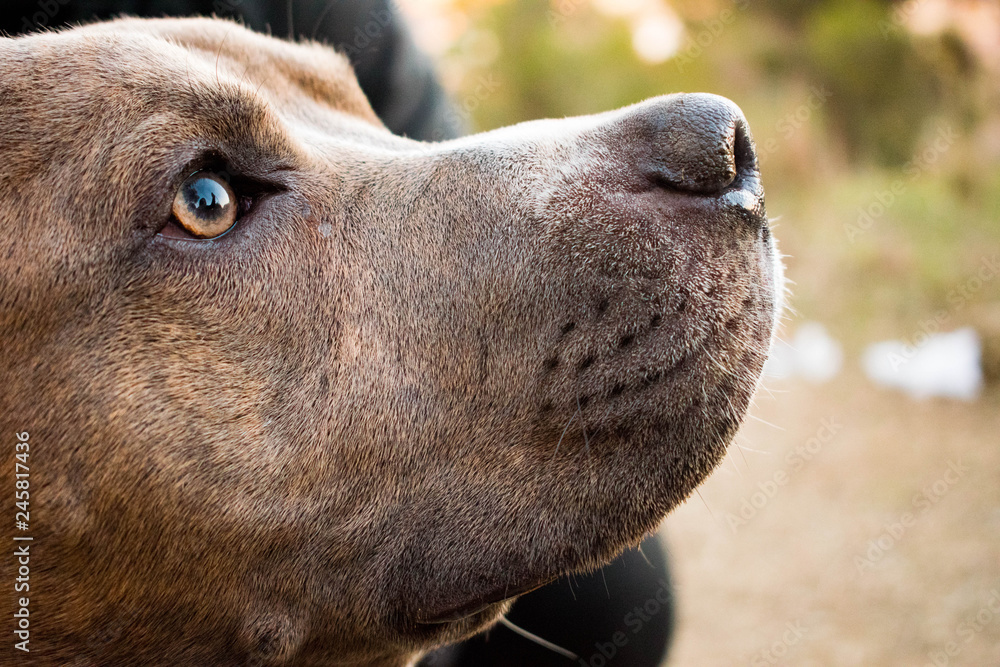 Obraz premium Dog