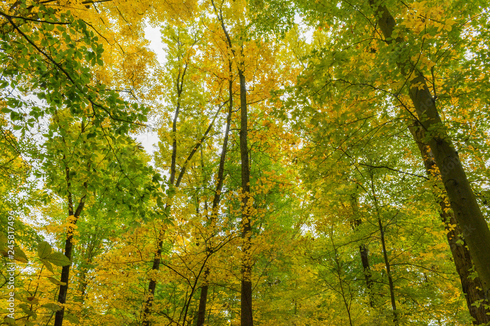 Obraz premium Looking up through the fall leaves